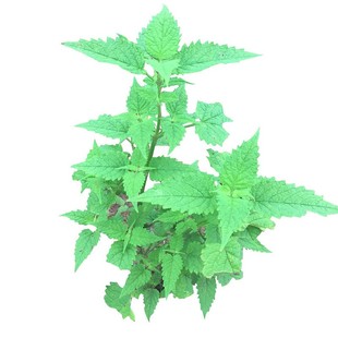 四川藿香苗鱼香苗中大苗 新苗易成活土霍香苗盆栽花园带泥土发货