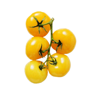 高产黄珍珠黄色小番茄种子蔬菜种子高产优质四季播种盆栽阳台