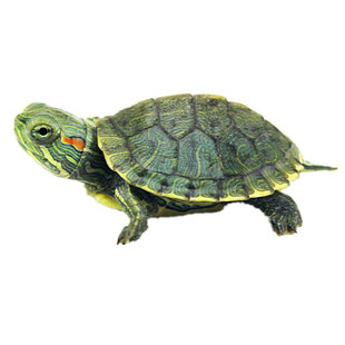 家养小乌龟活体宠物小宠迷你黄金情侣龟宠物活物七彩巴西龟观赏龟