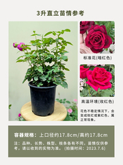 惠惠的花园月季特大花浓香朱墨双辉/墨红玫瑰带花苞发货花卉盆栽