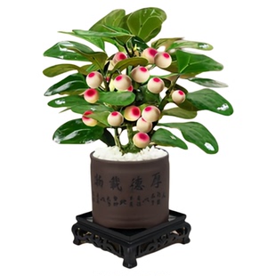 小盼菩提树盆景带果老桩盆栽室内办公室植物桌面摆件造景装饰绿植