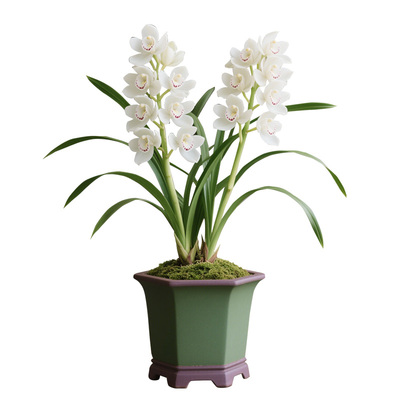 【雪绒蓬】兰花苗客厅建兰