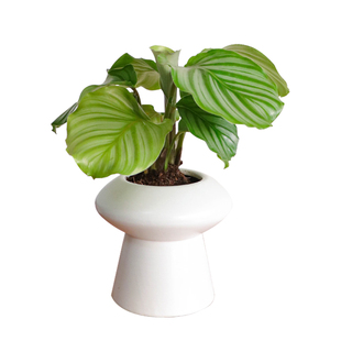 青苹果竹芋植物盆栽观叶室内绿植阳台庭院办公室 耐阴好养高质感