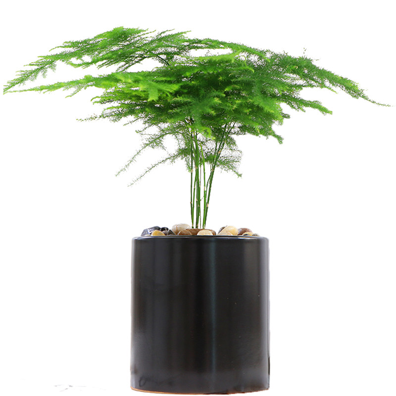 文竹盆栽植物办公室内水养水培大