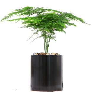 文竹盆栽植物办公室内摆件水养水培绿植小盆景造型创意大文竹花苗