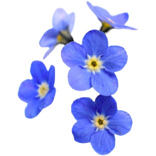 勿忘我种子四季易种花草花卉盆栽花种四季不断花种籽花籽花苗