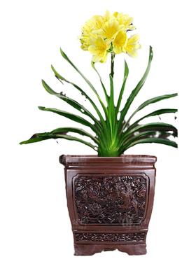 稀有品种黄花君子兰客厅花卉植物