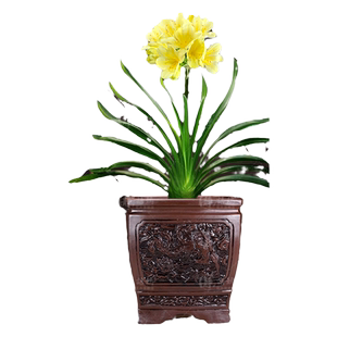 稀有品种黄花君子兰盆栽绿花垂笑高端精品带花苞花卉植物室内花苗