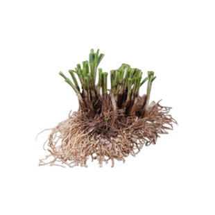 韭菜种子种籽红根老品种紫根宽叶大小叶四季本地种孑阳台蔬菜盆栽