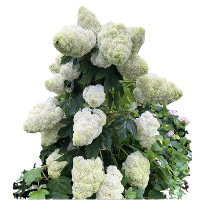 栎叶绣球观花观叶开花壮观
