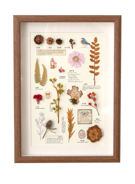干花种子树叶植物标本展示
