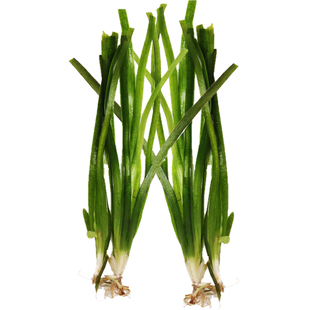 大小水兰九冠水草扭兰龙舌兰细叶阴性前后景新手古法鱼缸造景好养