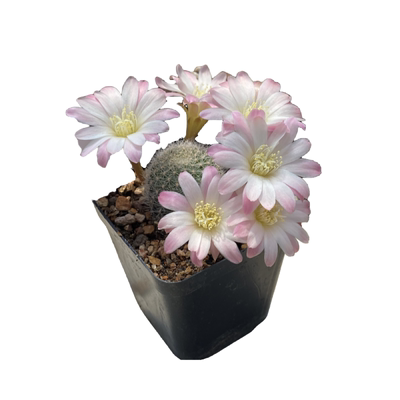 深山老方中育品种包对版带盆发货