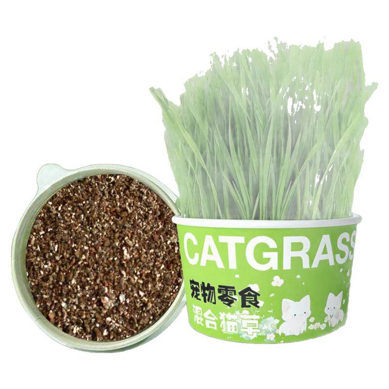 懒人泡面猫草盆栽种植猫草种子