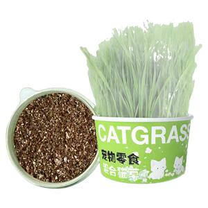 懒人泡面猫草盆栽种植猫草种子