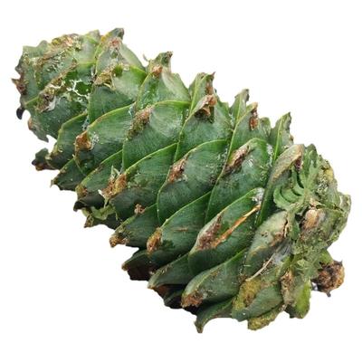 野生东北长白山装饰超大新货松果