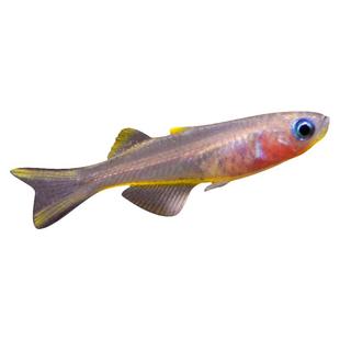 霓虹燕子珍珠燕阿鲁燕鱼热带观赏鱼缸草缸灯鱼群游小型鱼活体包活