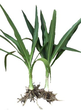 绿植文殊兰十八学士观叶包邮植物