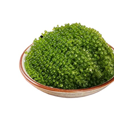 海葡萄儿童即食植物鱼子酱海藻凉拌菜盐渍水葡萄爆珠浆海草健康