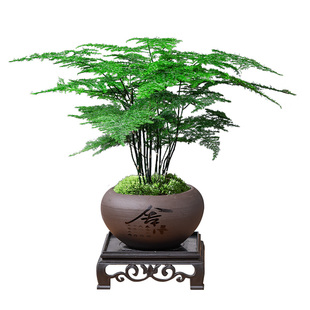 文竹盆栽桌面摆件植物办公室内客厅植物竹子水培绿植中式禅意盆景