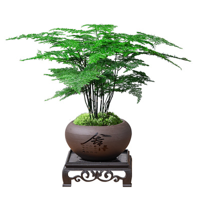 文竹盆栽四季常青桌面盆景