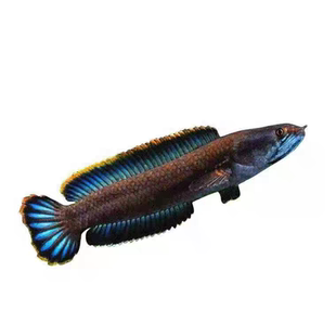 雷龙鱼淡水热带鱼黄金眼镜蛇雷龙凶猛中型肉食性易饲养彩虹雷龙鱼