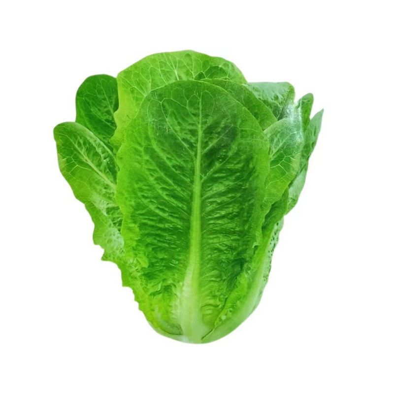 蔬菜种子四季播种盆栽阳台庭院香菜黄瓜萝卜生菜小葱菠菜籽孑大全