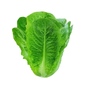 蔬菜种子四季播种盆栽阳台庭院香菜黄瓜萝卜生菜小葱菠菜籽孑大全