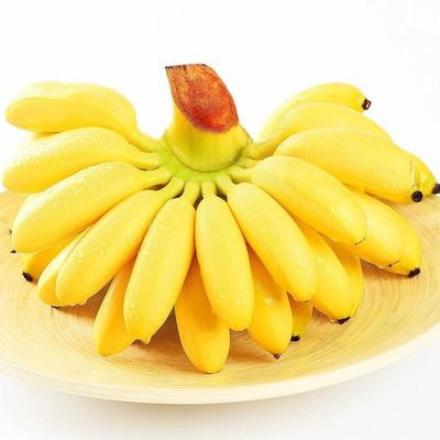 广西小米蕉香蕉新鲜当季整箱水果小甜焦小米芭蕉青焦包邮自行催熟