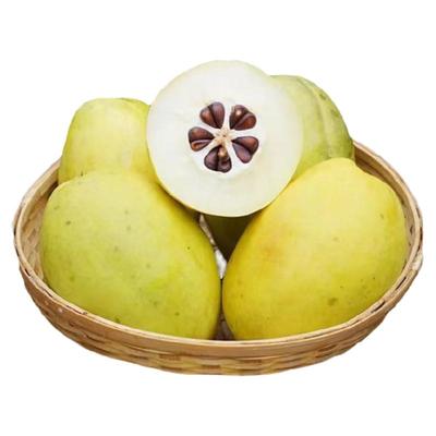 新鲜临沧云南特产耿马野生酸木瓜