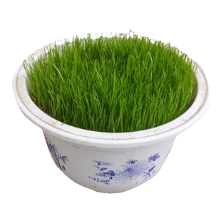草坪草籽四季常青护坡狗牙根马尼拉种子庭院绿化高羊茅黑麦草皮孑