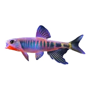 网红群游长鳍鱲溪流原生缸马口鬣异躐宽躐观赏鱼原生鱼冷水淡水鱼