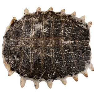 中药材生鳖甲 血鳖甲 500克包邮 正品甲鱼壳 鳖壳 团鱼甲鳖盖子