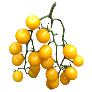 青美玉绿色小番茄种子苗秧樱桃西红柿种籽孑子青甜2号圣女果苗