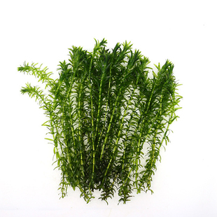 蜈蚣草活体阴性后景水草懒人好养净化水质鱼缸造景羽毛金鱼藻浮萍