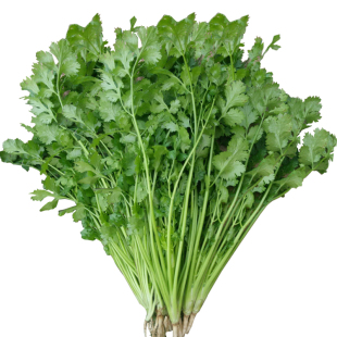 四季盆栽蔬菜种子阳台菠菜小葱青菜韭菜空心菜香菜大全生菜油菜籽