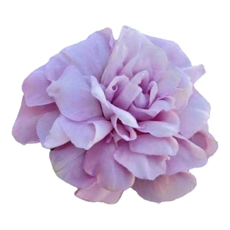 种花王大爷缠枝牡丹盆栽