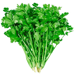 四季香菜种子苗带根大叶芫荽根苗秋冬蔬菜盆栽种籽孑菜籽籽种大全