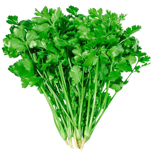 四季香菜种子苗带根大叶芫荽根苗秋冬蔬菜盆栽种籽孑菜籽籽种大全