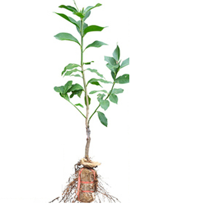 香水黄金无籽青柠檬嫁接苗树苗