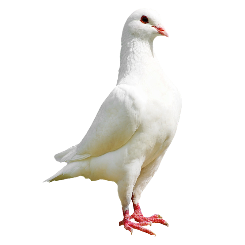 杨博士鸽子肉生鲜农家散养土鸽子正宗新鲜乳鸽孕妇营养鸽子汤食材