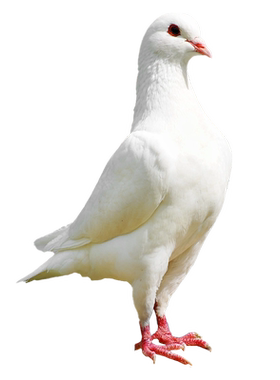 杨博士鸽子肉生鲜农家散养土鸽子正宗新鲜乳鸽孕妇营养鸽子汤食材
