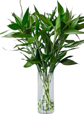 【基地直发】特级富贵竹水培植物
