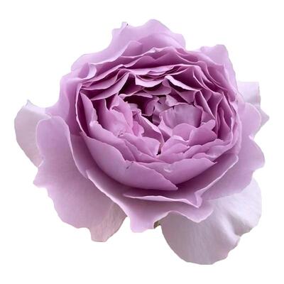 霁色月季花苗四季浓香切花玫瑰