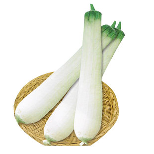 白雪玉白丝瓜种子白皮超长特大巨型白玉高产四季苗蔬菜种籽孑子