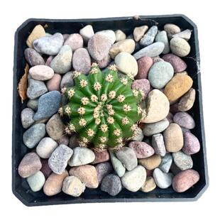 实生仙人球合集星兜组合套餐鸾凤玉多肉植物仙人掌盆栽防辐射开花