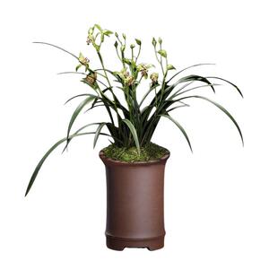 建兰蝶瓣奇花梨山狮王夏秋季兰花苗带花苞室内阳台花卉绿植物浓香