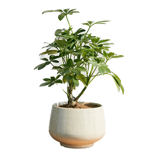 鸭掌木盆栽植物室内绿植吉祥树鸭脚木小盆景 四季常绿耐阴超好养