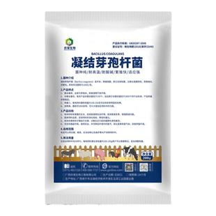 凝结芽孢杆菌 调节动物肠道均衡促进动物肠道消化吸收促生长