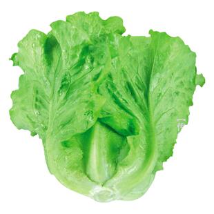 意大利全年生菜王种子种籽大全四季蔬菜孔雀菜种孑籽种菜籽奶油苗